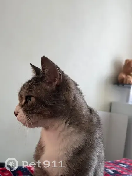 Пропала кошка, Советская улица, 8, Черногорск - белые лапки и полосатый окрас - photo