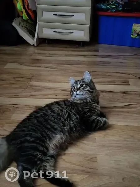 Пропал кот, Карасунская улица, 29, Краснодар - пушистый с желтыми глазами - photo