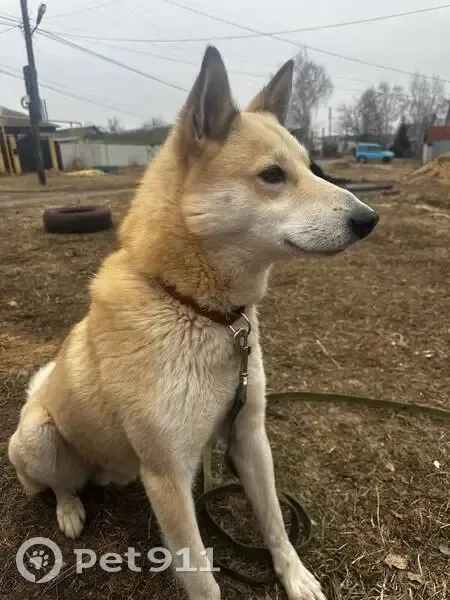 Пропал собака, улица Фадеева, 74, Большое Давыдово - кремовая лайка - photo