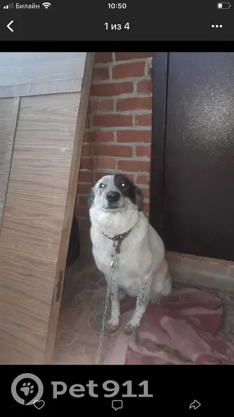 Пропала собака, улица 4-я Линия, Майкоп - белая с чёрными пятнами - photo