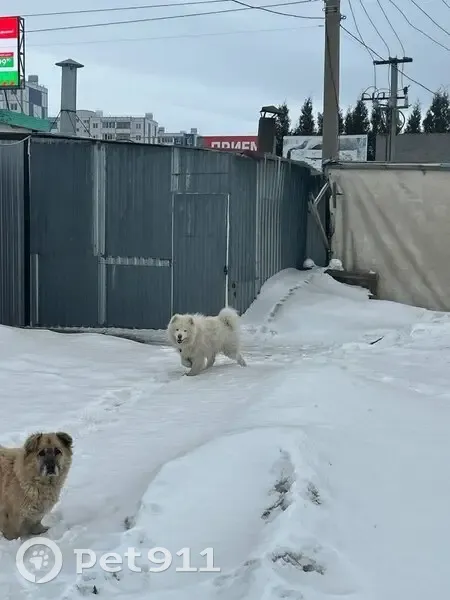 Пропал собака, Подстёпки, Самарская область - самоед с коричневым ошейником - photo
