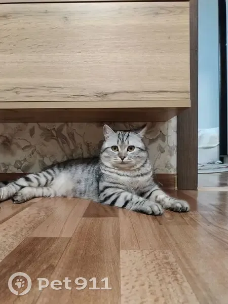 Пропал кот, улица Сибаева, Сибай - серый с черными полосками - photo