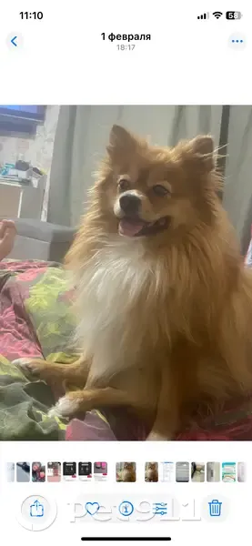 Пропал собака, улица Баумана, 235/2, Иркутск - рыжий с белыми лапами - photo