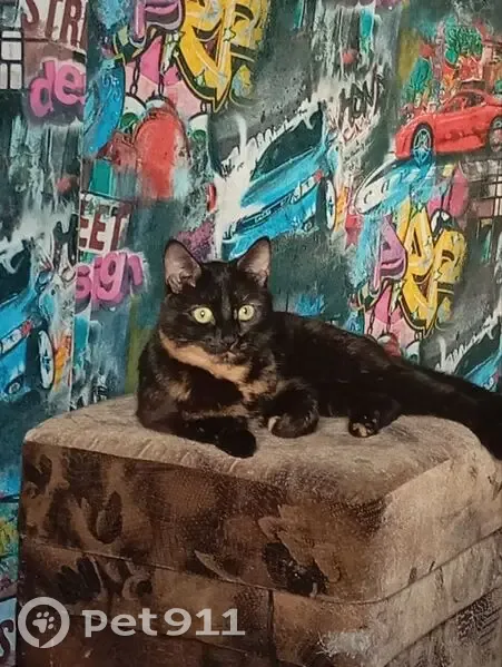 Пропала кошка, Октябрьский проспект, Киров - хромает на заднюю лапку - photo