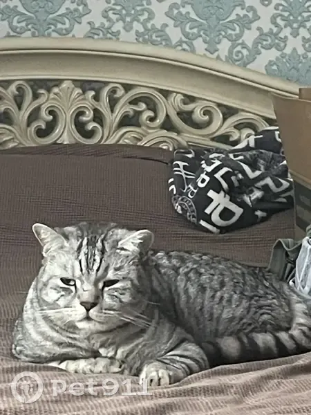 Пропал кот, Одесская улица, 27, Абинск - серый шотландец со шрамом на носу - photo