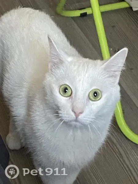 Пропал кот, Нарвский проспект, 23/2 литМ, Санкт-Петербург - белый и полный - photo