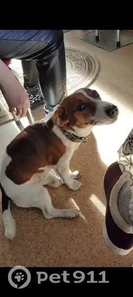 Пропал собака, Вишнёвая улица, Нижнеиволгинское сельское поселение, Нур-Селение - рыже-белый окрас, Джек Рассел - photo