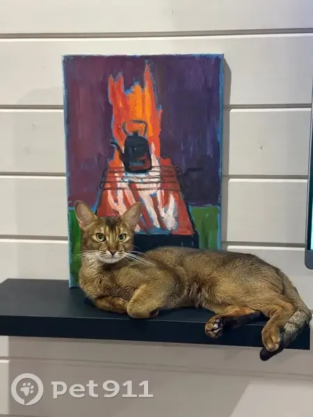 Пропала кошка, Обнинская улица, 27, Малоярославец - белое пятно вдоль туловища - photo