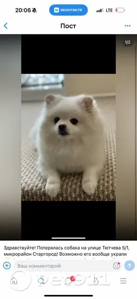 Пропал собака, улица Ф.И.Тютчева, 5 к1, Омск - белый шпиц, 9 лет - photo