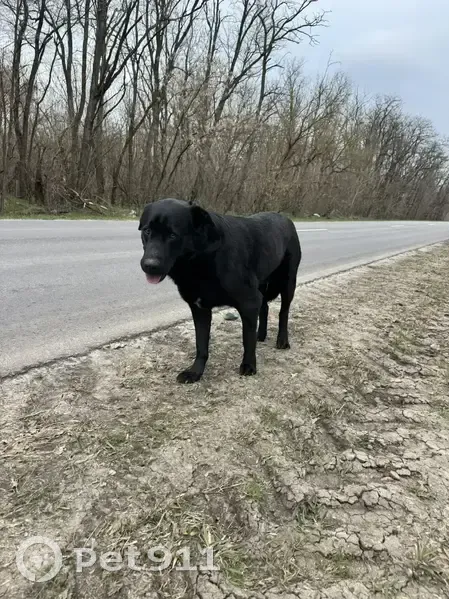 Найден собака, Чернышевка, Ростовская область - похож на лабрадора, хромает - photo
