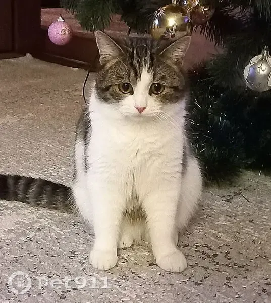 Пропал кот, Станичная улица, Борисоглебск - короткошёрстный, средних размеров - photo