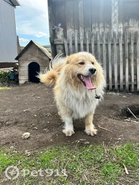 Пропал собака, Чинета, Озерки - пушистый, рыжий окрас - photo