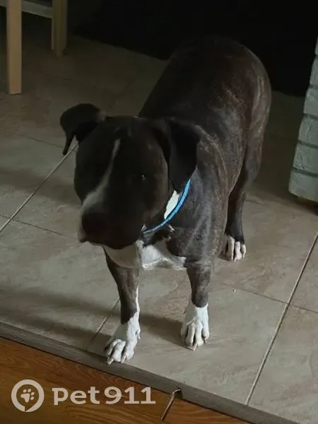 Пропала собака, набережная Адмирала Трибуца, Калининград - белые пятна на морде и теле - photo