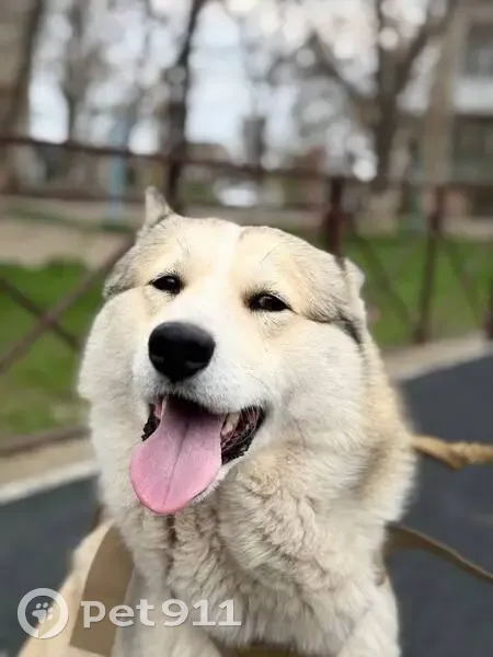 Пропал собака, Будённовск, Ставропольский край - белый с светло-рыжими пятнами - photo