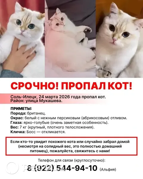 Пропал кот, улица Мукашева, Соль-Илецк - британец с ярко-голубыми глазами - photo
