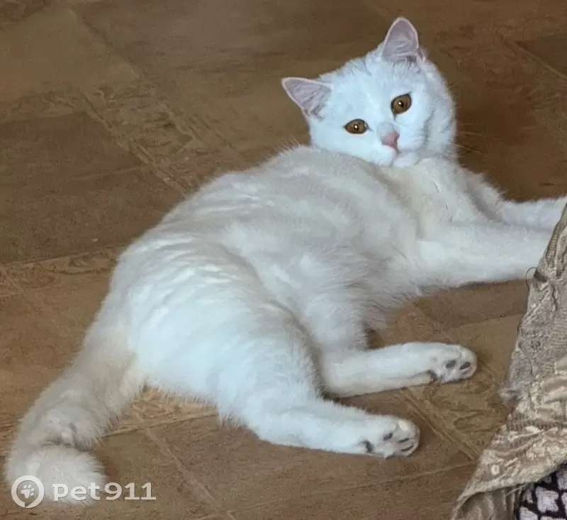 Пропала кошка, женский пол, район Северянки, Чита - photo