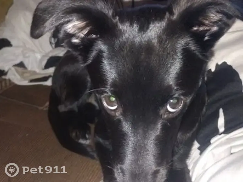 Пропала собака, Мытищи: чёрная с белыми задними лапками - photo