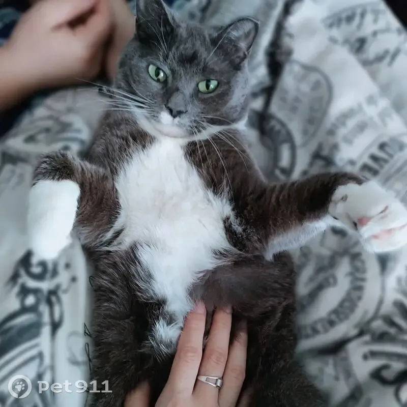 Пропала кошка, 8, посёлок имени Свердлова, Имени Свердлова - пепельная с белыми лапками - photo