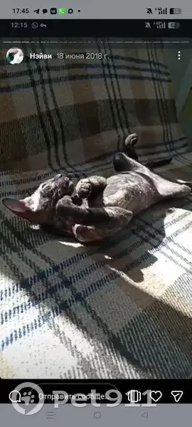 Пропала кошка, проспект Победы, 100, Казань - черепаховый окрас, сфинкс - photo