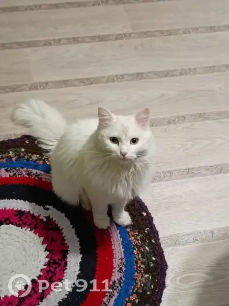 Пропал кот, Иремельская улица, Имангулово - белый пушистый, хромает - photo