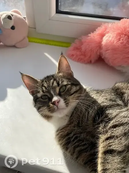 Пропала кошка, улица Германа Титова, 9/2, Липецк - серого цвета в черную полоску - photo