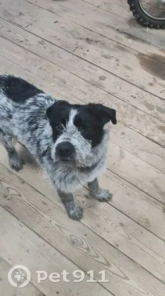 Пропала собака, сельское поселение Солнечный, Ханты-Мансийский автономный округ — Югра - девочка по кличке Герда - photo