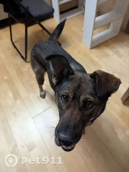 Пропала собака, женский пол, проспект Защитников Москвы (дублёр), Москва - чёрно-бурая с раной на носу - photo