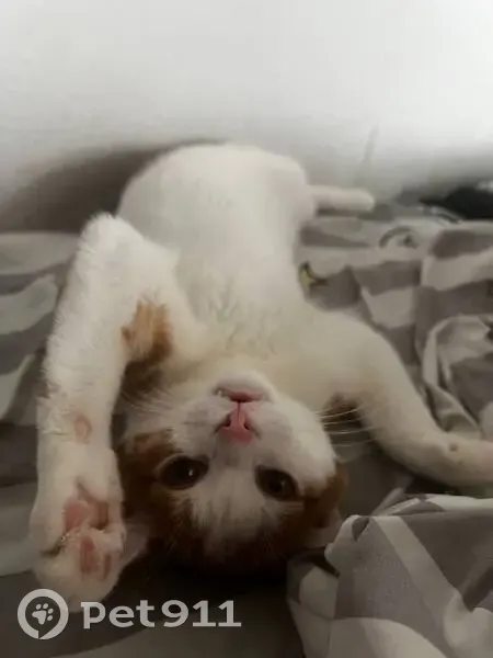 Пропала кошка, Автомагистральная улица, 11, Екатеринбург - пугливый, 9 месяцев - photo