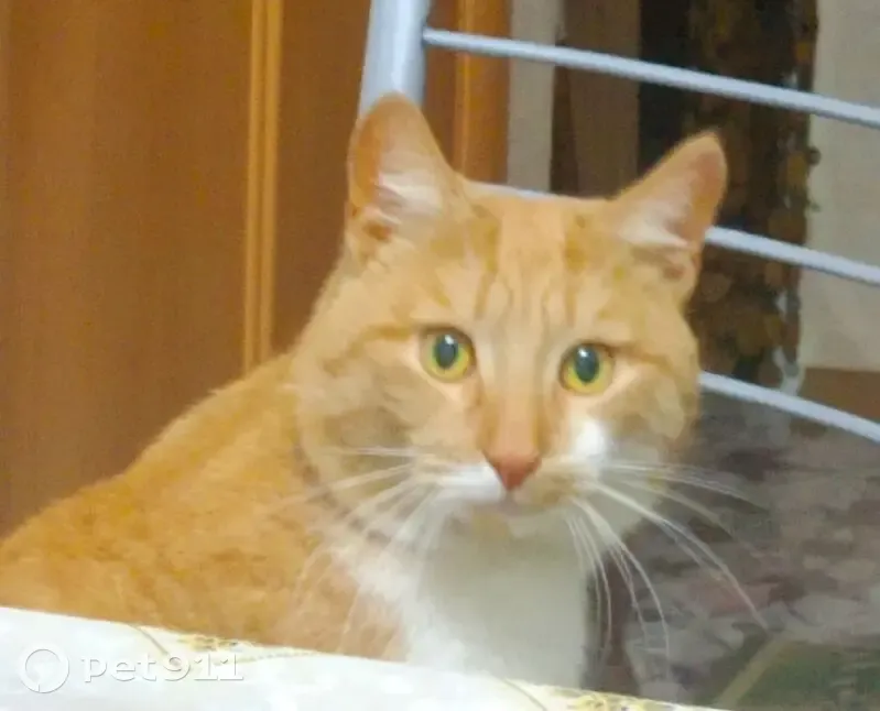 Пропал кот, Вязники - photo