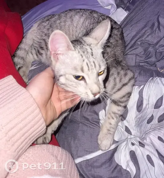Найдена кошка мужского пола, улица Сахарова, 15, Дубна - серой окраски, очень ласковый - photo