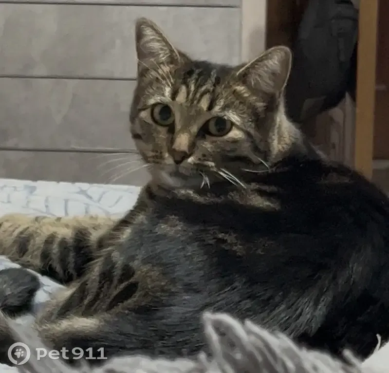 Пропала кошка, Гражданская улица, 7, Новомосковск - добрая и ласковая - photo