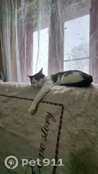 Пропал кот, Краснофлотская улица, 42, Городец - белый с черными пятнами - photo