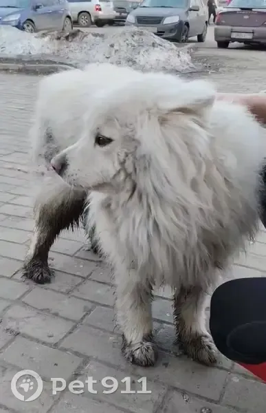 Найден собака, мужской, Октябрьская улица, 89, Ногинск - мальчик самоед - photo