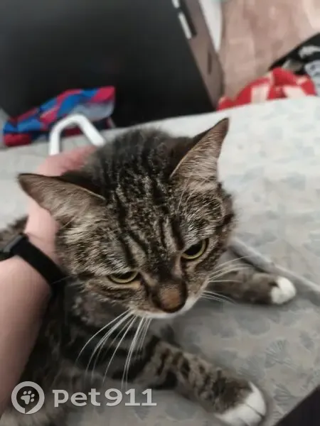 Пропала кошка, Инженерная улица, 36, Екатеринбург - белые 