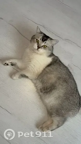 Пропал кот, Кооперативная улица, 22, Ессентукская - с синим ошейником - photo