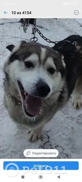 Пропал собака, переулок Володарского, 9, Пермь - серый с светлыми лапами и мордой - photo