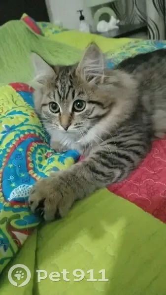 Пропала кошка, улица Кикура, 105, Полевской - маленькая коричневая - photo