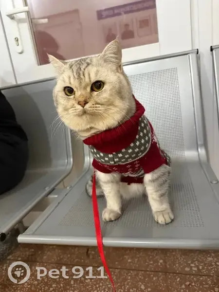 Пропала кошка, Звёздная улица, Элиста - британец «Серебристая шиншилла» - photo