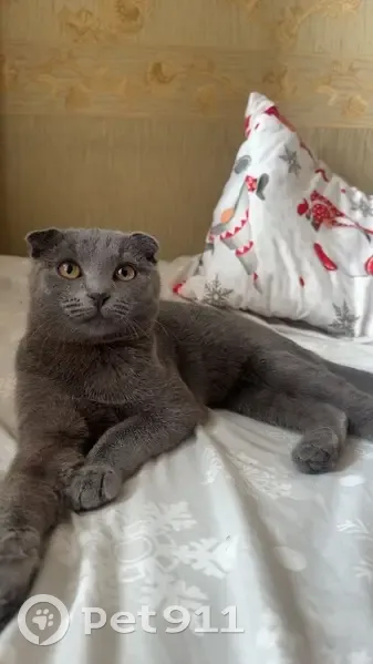 Пропала кошка, Ульяновская улица, Саратов - photo