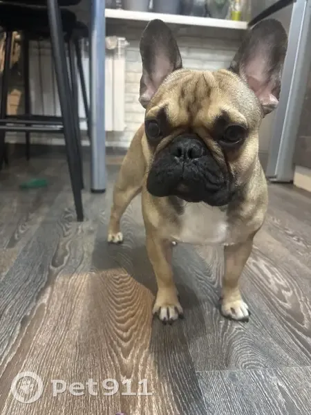 Пропал собака, ул. Днепровская 22/18, Артёмовский - коричневый с шрамом на ножке - photo