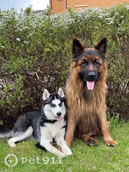 Пропала собака женского пола, Истра - хаски с двумя ошейниками - photo