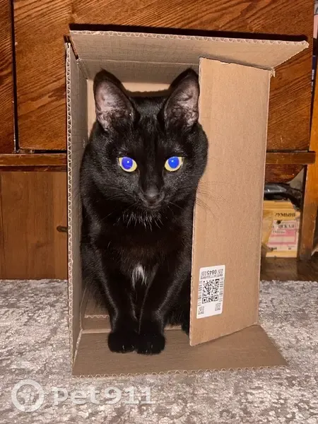 Пропала кошка, улица Генкиной, 28, Нижний Новгород - чёрная с белым пятнышком - photo