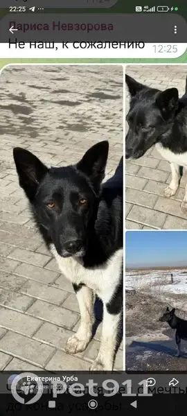 Пропал собака, мужской, 4-я Садовая улица, Ягодное - черный с белой грудкой и лапами - photo