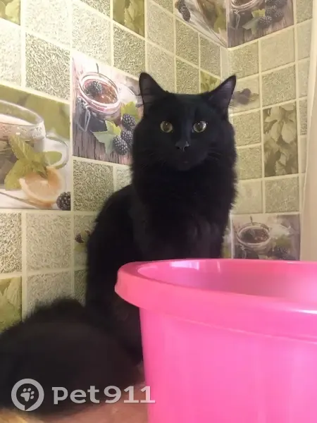 Пропал кот, улица Корепина, 7, Екатеринбург - черный окрас с рыжиками - photo