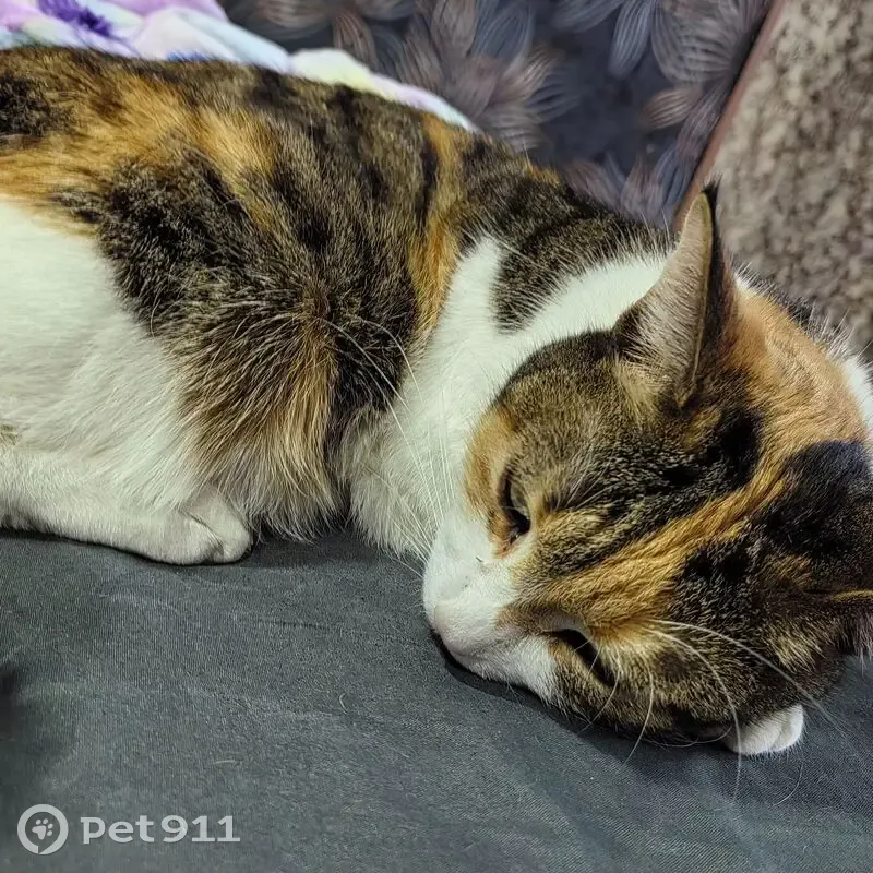 Пропала кошка, улица Чкалова, Чита - трехцветная, стерилизованная - photo