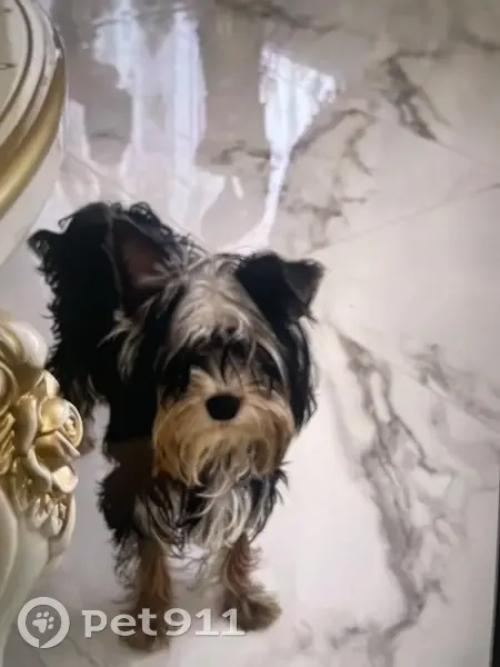 Пропала собака, улица Пушкина, 8, Сафоново - черно-серый с красным и черным ошейниками - photo