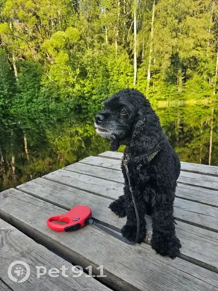 Пропала собака, Левашово, Санкт-Петербург - кокер спаниель с седой мордочкой - photo