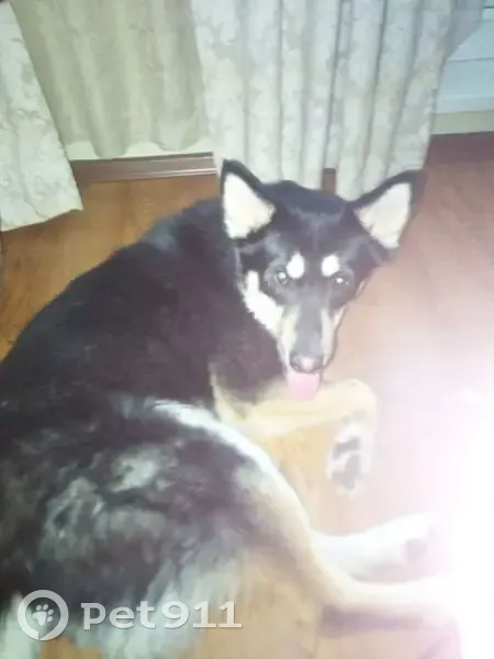 Пропала собака, мужской, Рузаевка, Мордовия - черно-коричневый окрас - photo