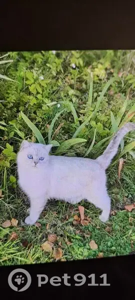 Пропала кошка, Волжское сельское поселение, Волжское - белая с черными кончиками волос - photo