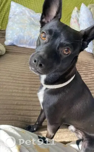 Пропал пинчер, Экскаваторная улица, 4, Калининград - черный, среднего размера - photo